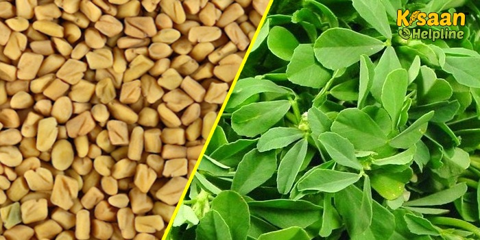 मेथी की उन्नत खेती, जानिए मेथी की खेती की तकनीक और सुझाव के बारे में 